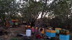 Обработка ульев фумигатором и препаратом Теда.