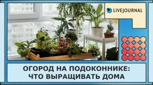 Огород на подоконнике: что выращивать дома