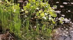 2024 прогулка в ботаническом саду с девочками