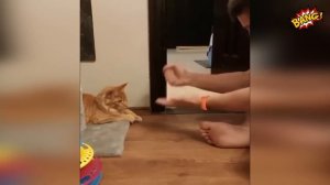 Смешные животные, часть 27