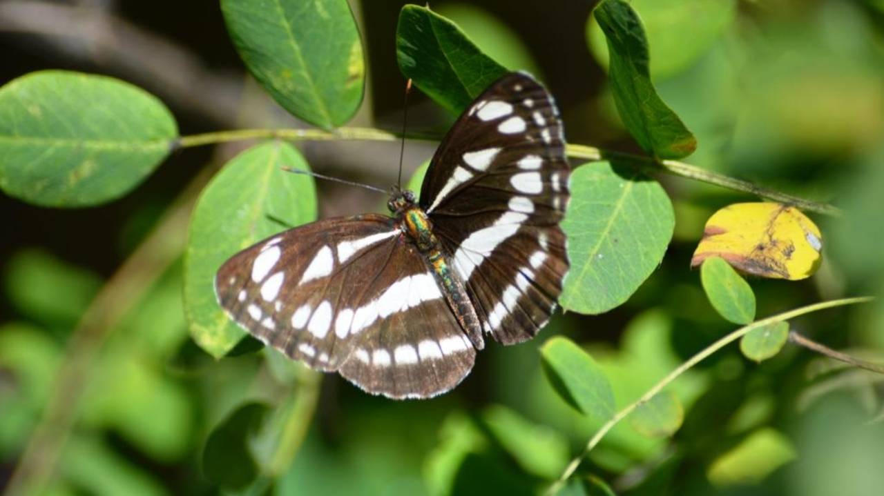 Бабочка. Пеструшка темнокрылая ( Neptis sappho ) смотреть онлайн