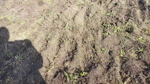 Посев сидератов Вико овëс и горчица Съëмка 29.08.25 г и 5.09.25 г.