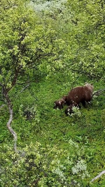 Медведица с тремя медвежатами. Лумбовка 2025