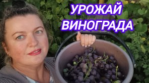 УРОЖАЙ ВИНОГРАДА. ЯБЛОКИ КАК ЗЕФИР