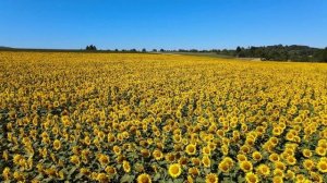 Жить бы так, как в том сне...