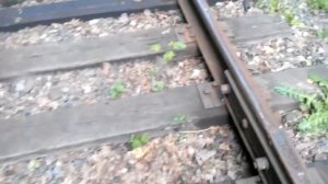 Птенец тетерева