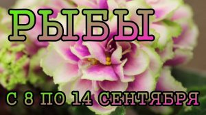РЫБЫ таро прогноз на неделю с 8 по 14 СЕНТЯБРЯ 2025 года.