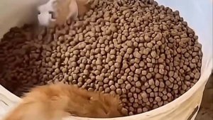 Жадность тебя погубит, котик