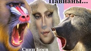 Свин Бося . Про Павианов...