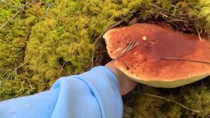 Прогулка в лесу среди кладбища ненужных грибов