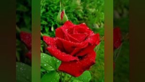 Песня "Розой я", версия 5.