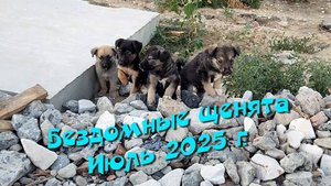 Бездомные щенята. Июль 2025 г.