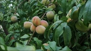 Персики в Краснодаре растут прямо около дома