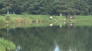 поимка карпа на большом водоёме