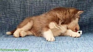 Предлагаем шоколадную девочку щенка хаски, голубоглазую, родилась 22 июля 2025 года