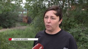 Потерялась собака? Найти хозяина стало проще — благодаря чипу