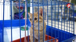 Доброе сердце. Рыжик и две кошки