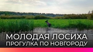 По улицам Великого Новгорода прогулялась молодая лосиха