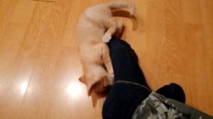 Рыжий тигр в деле