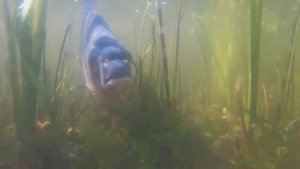 Какие водоёмы и места обитания предпочитает Обыкновенный лещ (Common bream) — Abramis brama ?