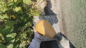 Перчатки, Супертоха и Тыква