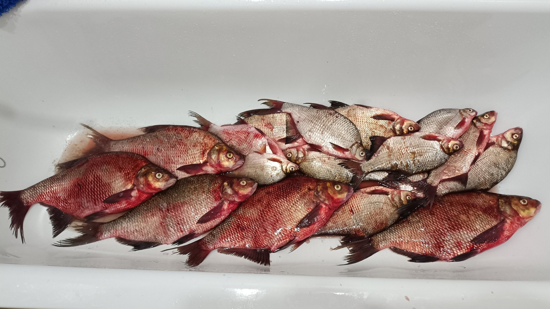 Ловля леща с лодки на банки в сентябре. смотреть онлайн