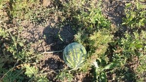 Огород 6 сентября 2025