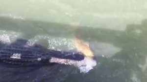 Аллигатор украл улов у рыбака / видео приколы 2025 смотреть онлайн / приколы видео самые смешные /