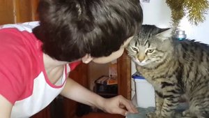 Кот мстит шутнику / видео приколы 2025 смотреть онлайн / приколы видео самые смешные /