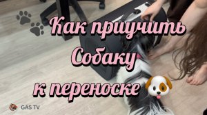 🐾 Как приучаем собаку к переноске: шаг за шагом к комфорту! 🐶✨