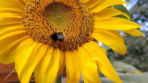 Большой шмель на подсолнухе