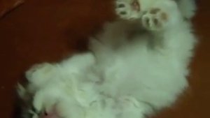 Котёнок-космонавт / видео приколы 2025 смотреть онлайн / приколы видео самые смешные /