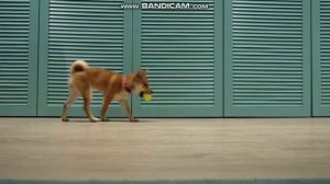 кошка и собака