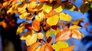 Гороскоп на 6 сентября. День благополучия.