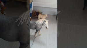 пиар для каналов ziyvi horse и  Ксюша I Horse лошади коллекта
