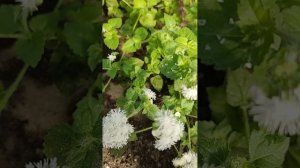 VID_20250905_093105.mp4