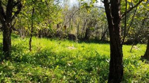 Краем уст улыбнёшься ли ты...