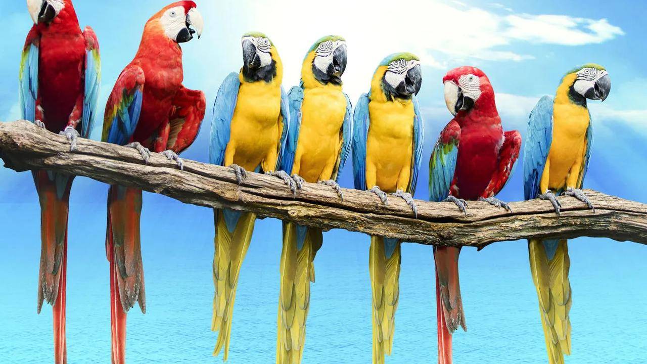 ГОВОРЯЩИЕ И САМЫЕ СМЕШНЫЕ ПОПУГАИ со всего мира | ПРИКОЛЫ С ПОПУГАЯМИ | FUNNY PARROTS часть 16 смотреть онлайн