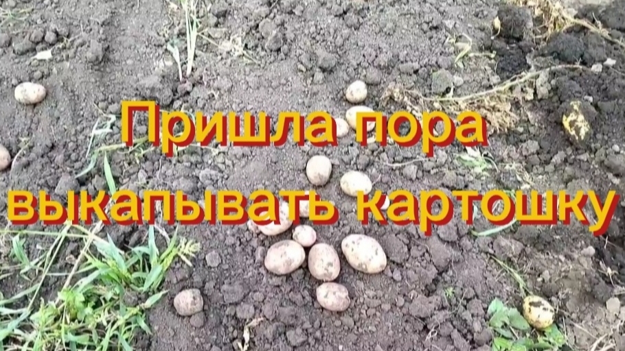 🥔Приступили к  уборке картофеля🥔