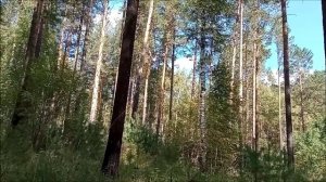 В тайгу за сокровищами. Клад  лежит где-то ЗДЕСЬ.