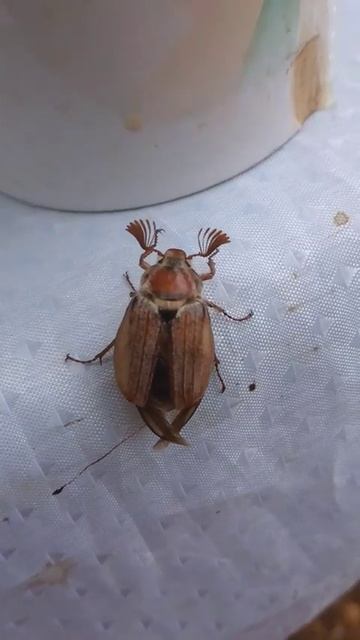 Волшебная сила дыхания #хрущ #shorts_video