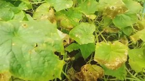 Огород  Обзор  24 08 2025