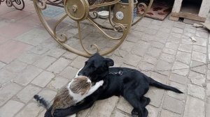 драка века 56 век