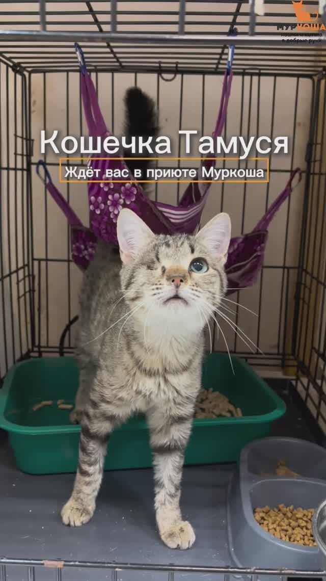 Тамуся (уже дома)