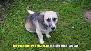 Жительницу Калифорнии обвинили в голосовании от имени собаки