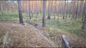 в сосновом лесу