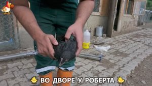 Содержание кур в домашних условиях и других птиц во дворе у Роберта 🐣🐤🦆🐔🪿🦃 (210)