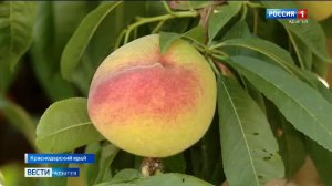 20.50 «Местное время. Вести. Адыгея»    от  06.09.2025г.