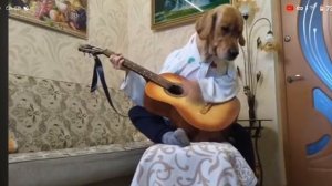 ИГРАТЬ УМЕЕТ КАЖДЫЙ, НО НЕ ДУМАЛ ЧТО СОБАКА