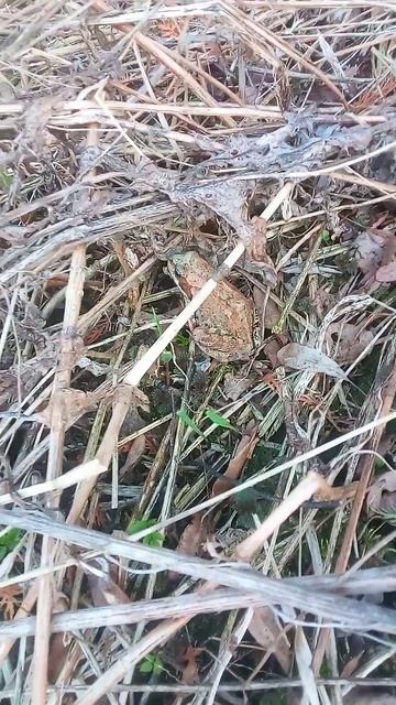 Мартовская лягушка #shorts_video